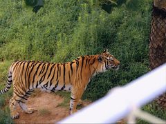 -西霞口神雕山野生动物世界