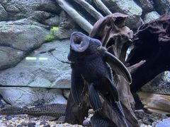 -上海海洋水族馆