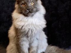 -十年猫舍·猫咪专门店(普陀店)