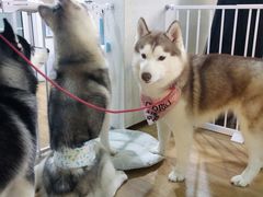-Husky Go! 哈士奇体验馆·宠物咖啡厅狗咖