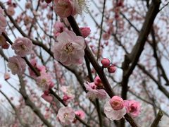 -香雪海