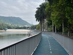 -银湖山郊野公园-相思林