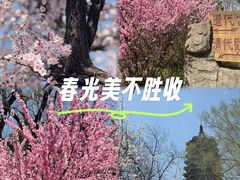 -高尔山公园