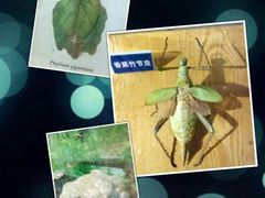 -上海大自然野生昆虫馆