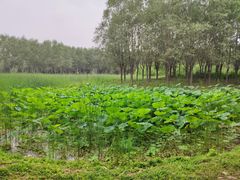 -东郊湿地公园