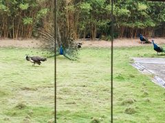 -深圳野生动物园