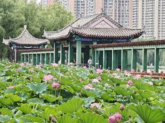 -莲花池公园