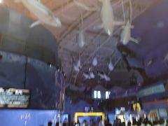 -烟台海昌鲸鲨海洋公园