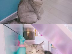 -喵的天空名猫咖啡馆·撸猫·猫舍·用品