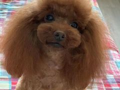 -PETKIT小佩宠物·低压洗护(国顺东路店)