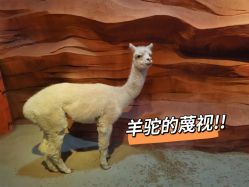 -酷嗒动物文化乐园(cutezoo西溪乐天城店)