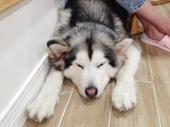 -李小姐の猫咖啡馆(五角场店)