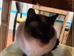 -猫小院猫主题咖啡厅(北锣店)