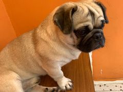 -喜柴咖啡·柴犬狗咖