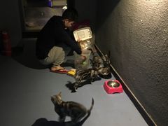 -AOE 火焰 剧本密室狼人杀