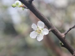 -甘棠公园