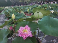 -莲花池公园