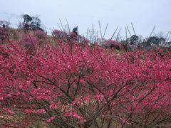 -新建村梅花