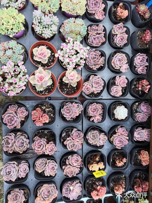 广东花都香草世界旅游度假区图片