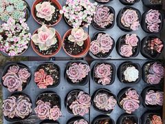 -广东花都香草世界旅游度假区