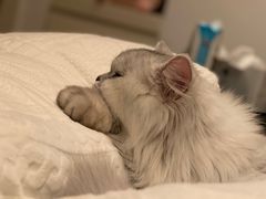 -猫大福·Fortune Cat猫舍(百子湾店)