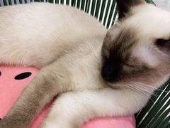 -喵园·猫主题咖啡厅·撸猫·猫咖(国贸店)