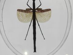 -上海昆虫博物馆