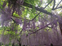 -嘉定紫藤园