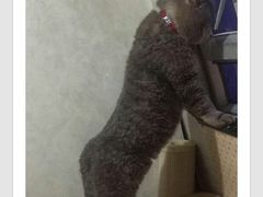 -自贡好吃客(科华店)