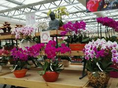 花市-荷兰花海