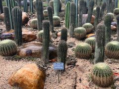 -深圳仙湖植物园