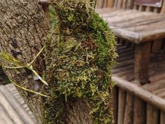 -呀路古热带植物园