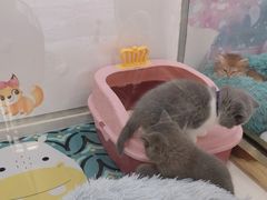 -糯米喵星人总部直营旗舰店·猫舍·幼猫出售