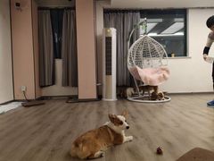 -浣熊柯尔鸭土拨鼠·电玩咖