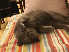 -喵zoo家庭繁育猫舍(尖东智能花园店)