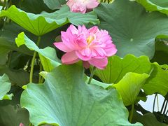 -陈家山荷花公园