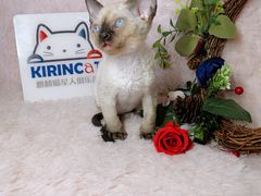 -十年猫舍·猫咪专门店(普陀店)