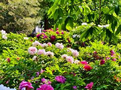 -莲花池公园