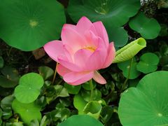 -莲花池公园