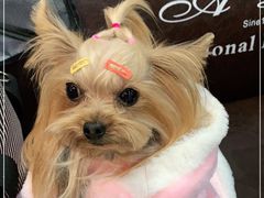 -欣怡宠物店