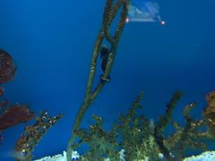 -瑞普利水族馆