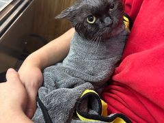 -PETKIT小佩宠物·低压洗护(国顺东路店)