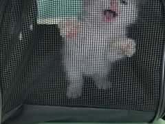 -欧奕国际动物医院