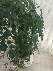-HEYAN荷妍专业脱毛连锁机构