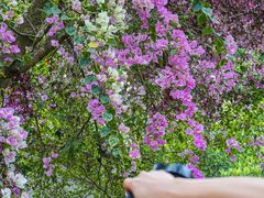 -深圳国际园林花卉博览园