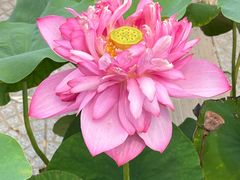 -莲花池公园
