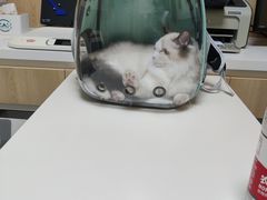 -谐和益家动物医院·免疫绝育·血液透析·宠保定点医院(高新伊藤分院)