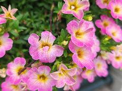 -上海鲜花港