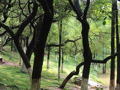 -番禺大夫山森林公园