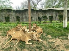 -北京野生动物园